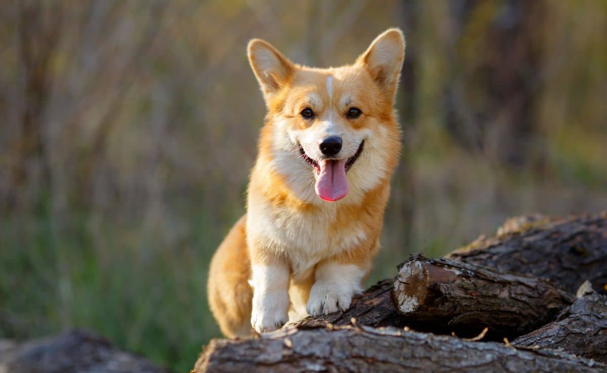 Welsh Corgi Pembroke dogs on a walk in the spring Park in Arkansas