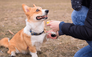 Corgi sitting on ground shaking hand of person holding clicker