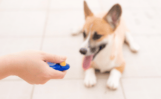 Corgi sitting on the ground with a person holding a clicker