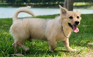 Corgipoo in grass