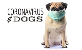 Pug dog with face mask (Caption: Coronavirus & Dogs)