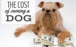 Brown dog with stacks of cash (caption: The Cost Of Owning A Dog)
