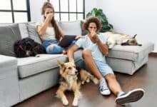 Couple sitting on sofa with dogs plugging noses.