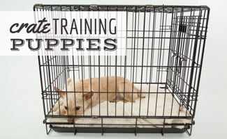 Crate Training Your Puppy Puppy laying crate (caption: crate training puppies)