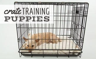 dog urinating in crate