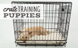 https://www.caninejournal.com/wp-content/uploads/crate-training-puppy-jpg.webp