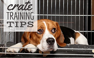 Beagle sleeping in crate (caption: Crate Training Tips)