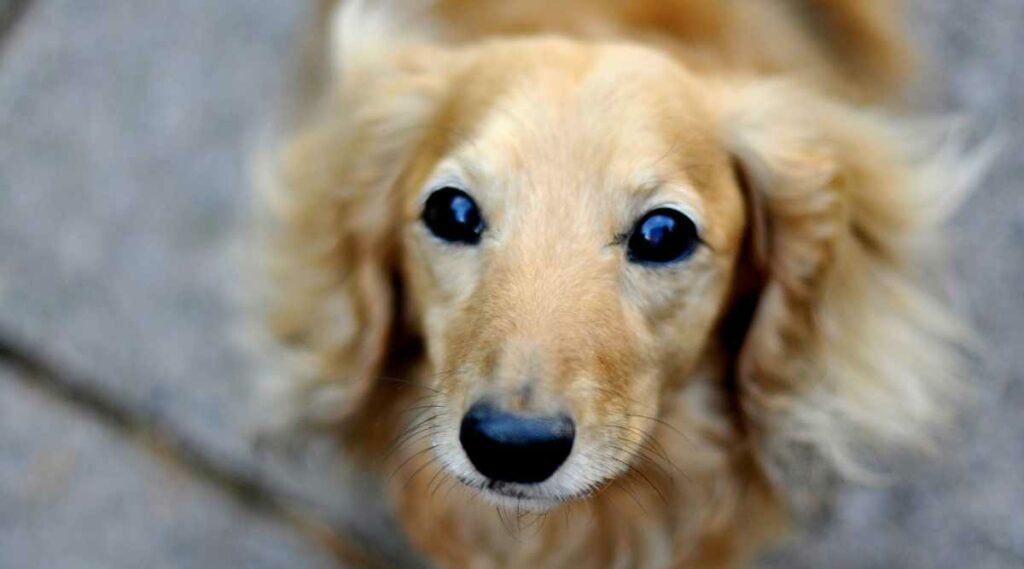 Cream Dachshund looking up