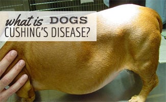 Dog with cushing's disease on vet table (Caption: What Is Dogs Cushing's Disease?)