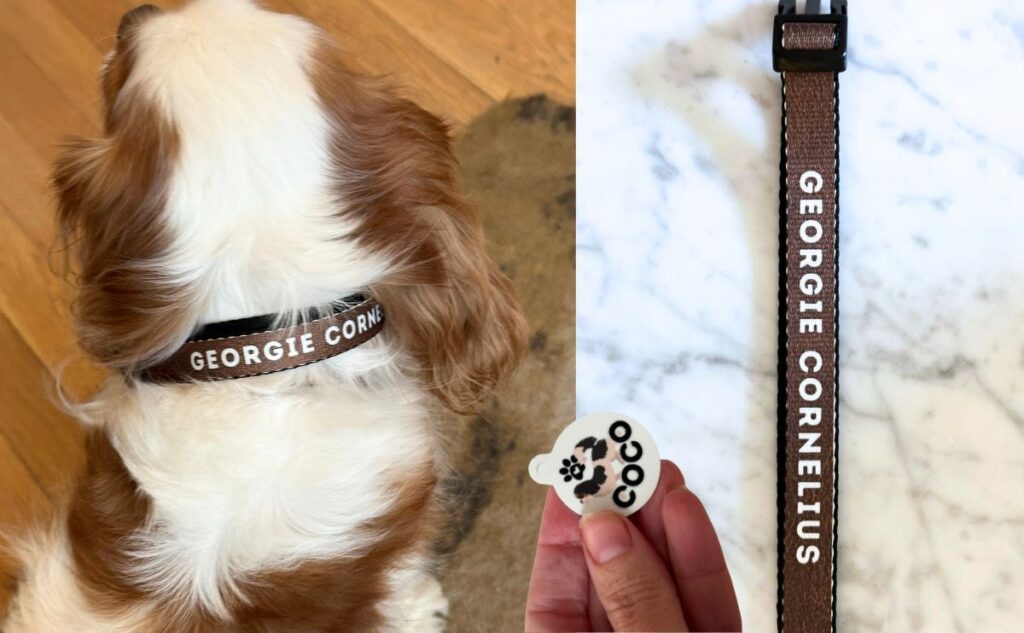 custom dog collar by vista print jpg