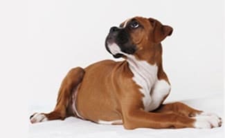 are boxers used in dog fighting