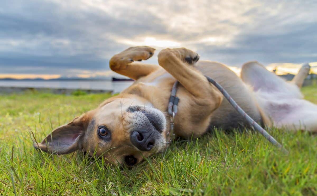 cute dog on leash rolling in green grass. with fleas neat sunset