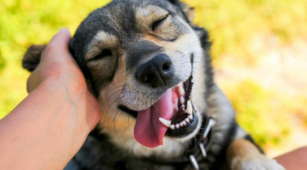 Cut dog smiling as human scratches their ear.