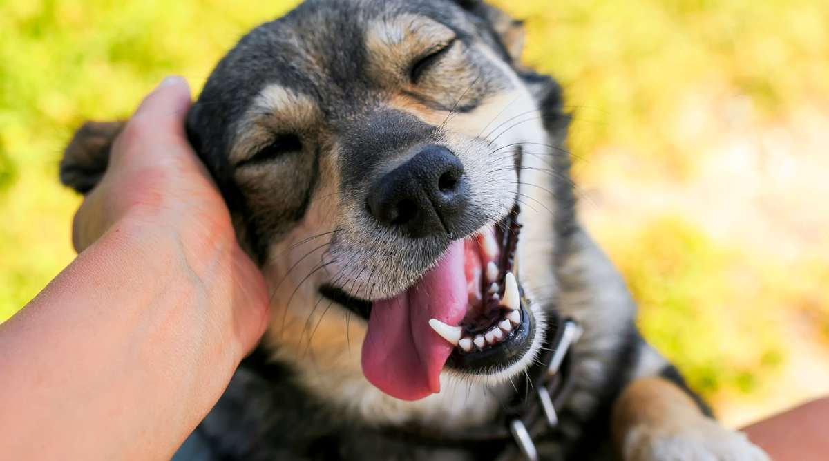 Cute, smiling dog showing owner affection, putting his face on human's open hand.