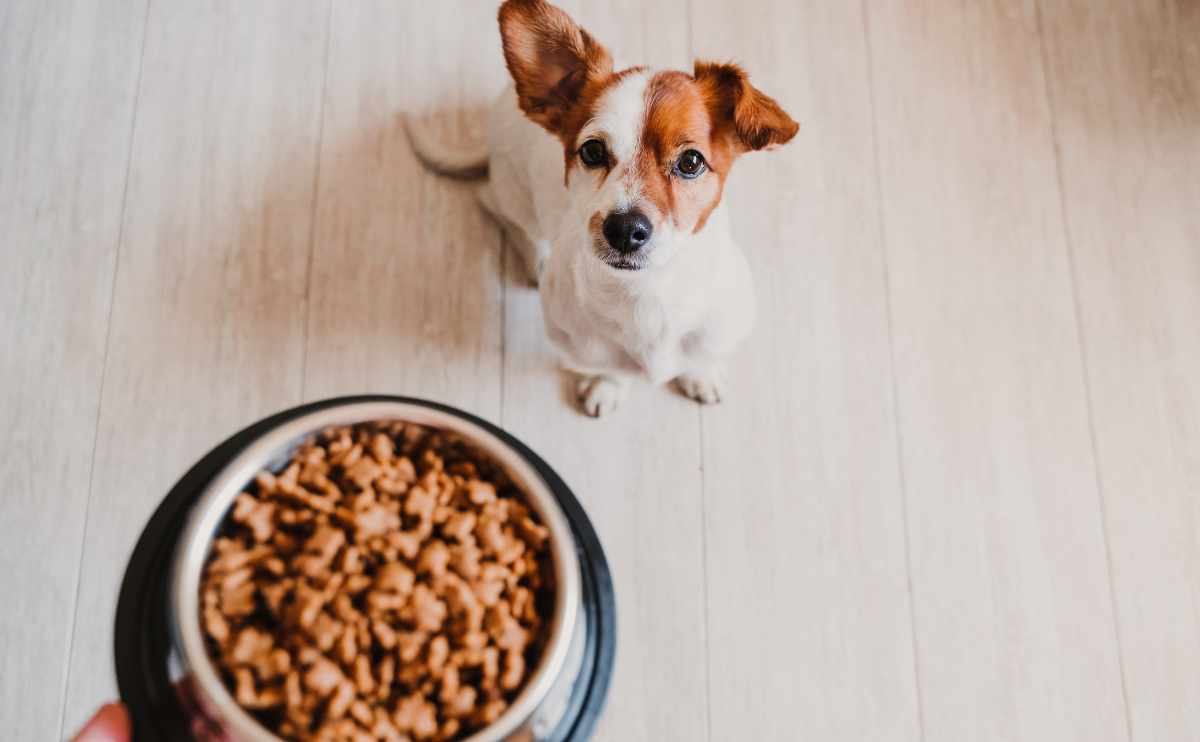 cute small jack russell dog at home waiting to eat his food in a bowl