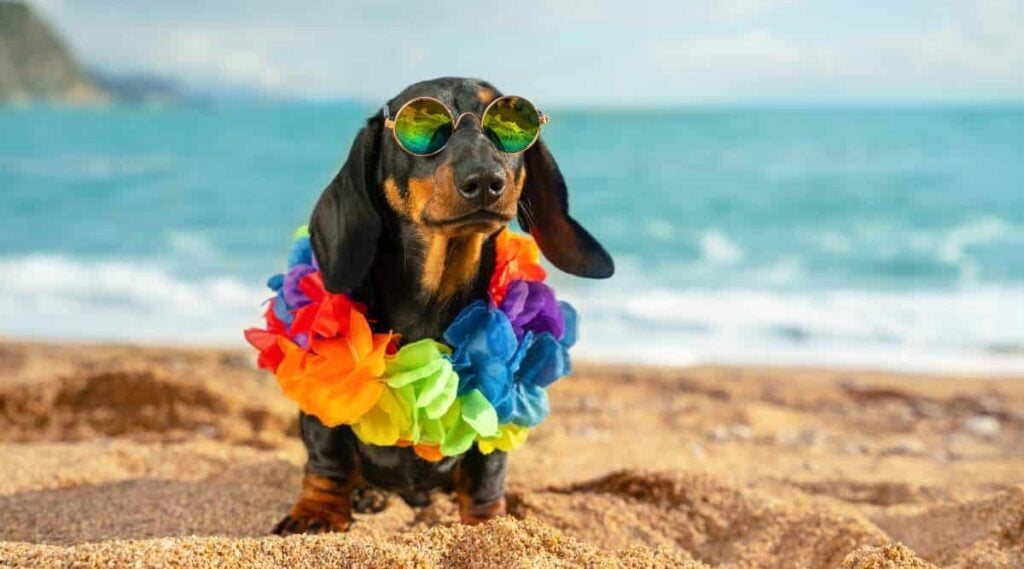 Dog at the beach wearing sunglasses.
