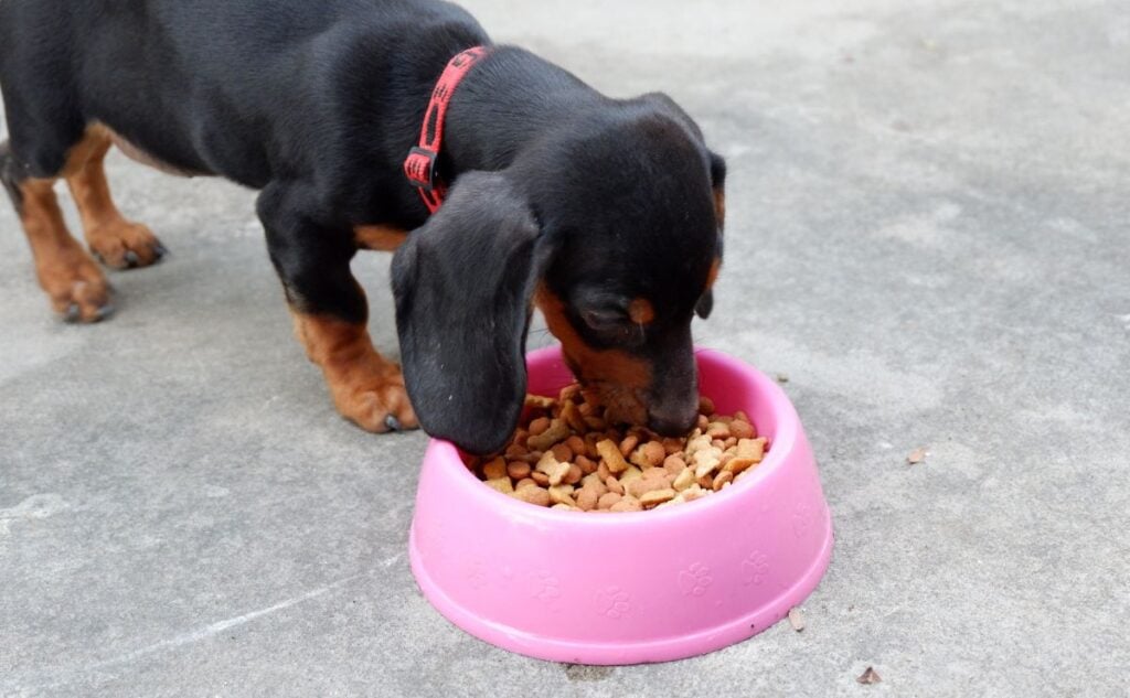 Dachshund eating out of a dog bowl.