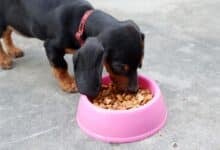 Dachshund eating out of a dog bowl.
