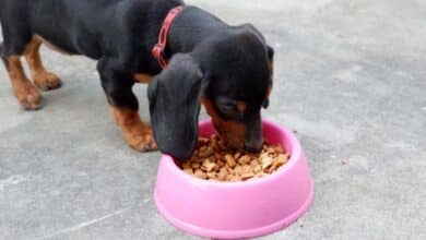 Dachshund eating out of a dog bowl.