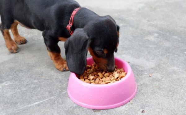 View of Pure Balance Dog Food Review: Is This Budget-Friendly Walmart Brand ...