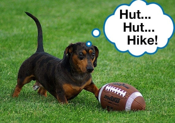 Dachshund getting ready to hike the football in park