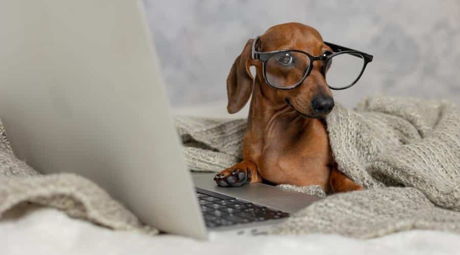 Dog with glasses on at a computer.