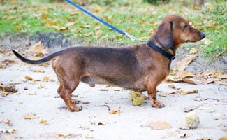 Dachshund Dachshund