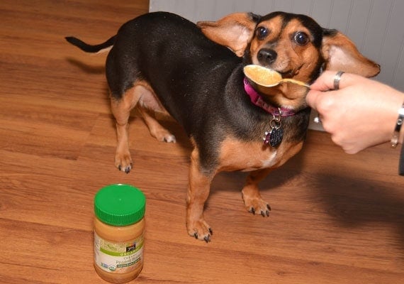 dachshund licking 365 everyday value organic peanut butter from spoon