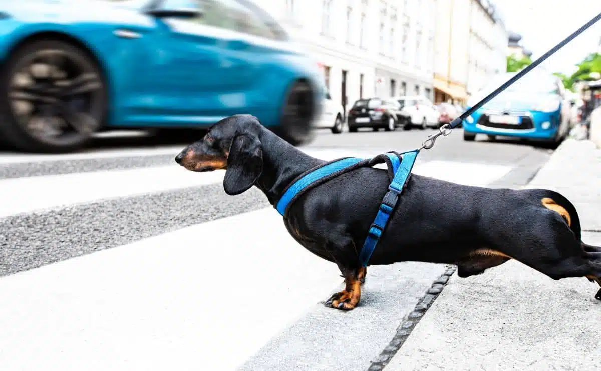 dachshund or sausage dog waiting for owner to cross the street over crossing while car passes by trying not to get hit