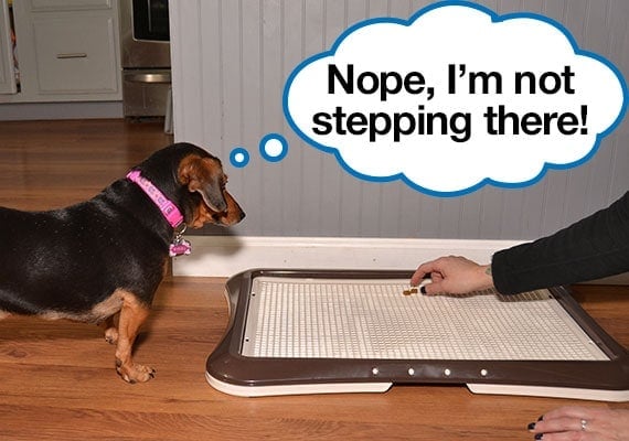Dachshund refusing to step on the grate of pee pad holder