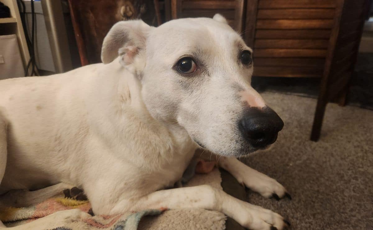 Daisy the dog laying down.