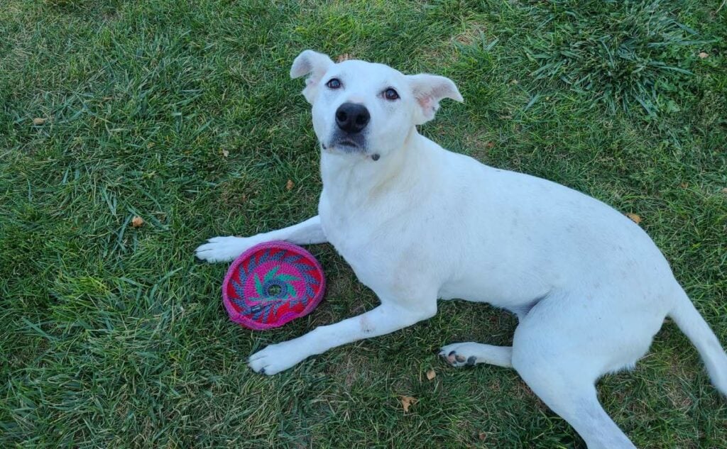 Daisy with favorite floppy toy laying in the grass.
