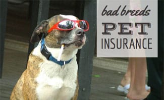 Dog with sunglasses (caption: Bad Breed Pet Insurance)