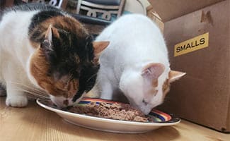 Danielle's two cats eating Smalls cat food off a plate next to the Smalls box