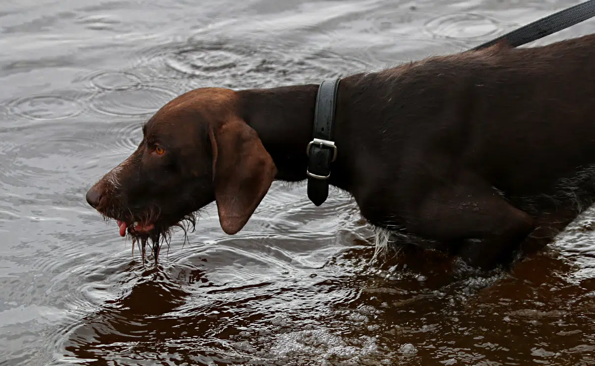 Brovn hunter dog drinking water in river.