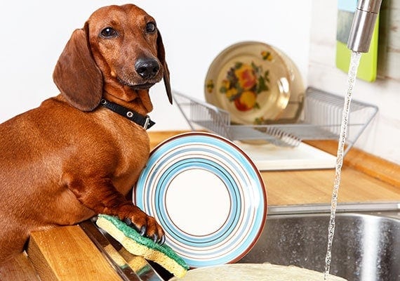 Dachshund using sponge to clean his dog bowl in the kitchen sink