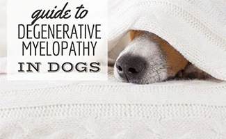 Dog sick on bed (caption: Degenerative Myelopathy In Dogs)