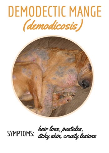 Demodectic Mange photo & symptoms