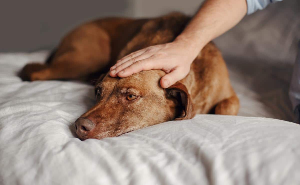 depressed dog on a bed with owner petting head