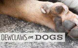 Dewclaw on dog (Caption: Dewclaws On Dogs)