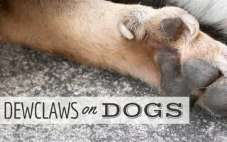 do dogs need dew claws removed