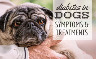 Diabetes In Dogs: How To Spot \u0026 Treat 