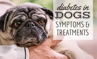 how does diabetes affect a dog