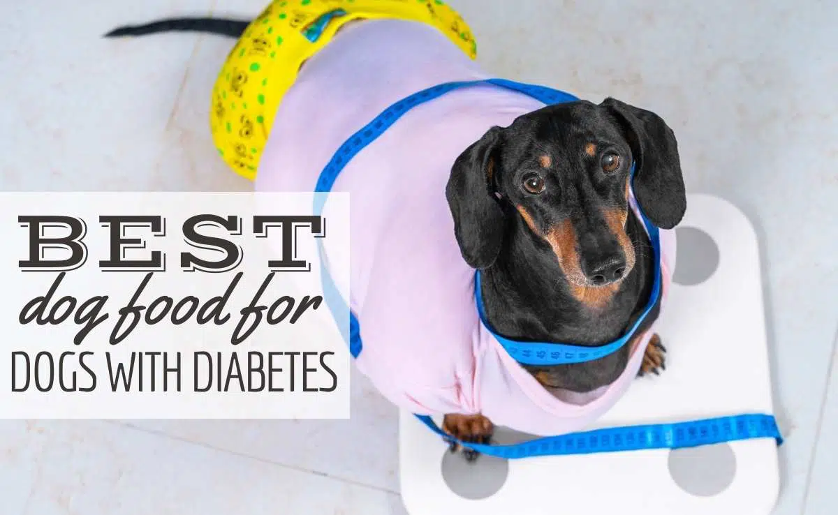 What Can I Feed My Diabetic Dog With An Upset Stomach