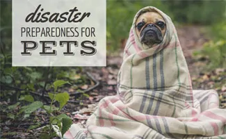 Dog in blanket in field: Disaster Preparedness for Pets