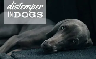 Sick grey dog laying down (Caption: Distemper in Dogs)