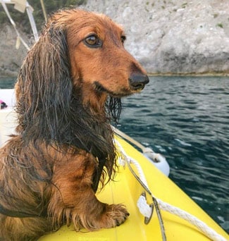 Django the Dog Django on a boat