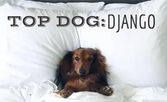 Django the Dog in bed (Caption: Top Dog: Django)