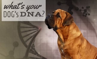 Dog standing in front of picture of dna molecules (text in image: What's Your Dog's DNA?)