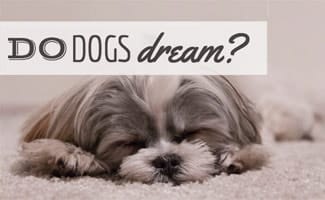 Dog sleeping on carpet (Caption: Do Dogs Dream?)